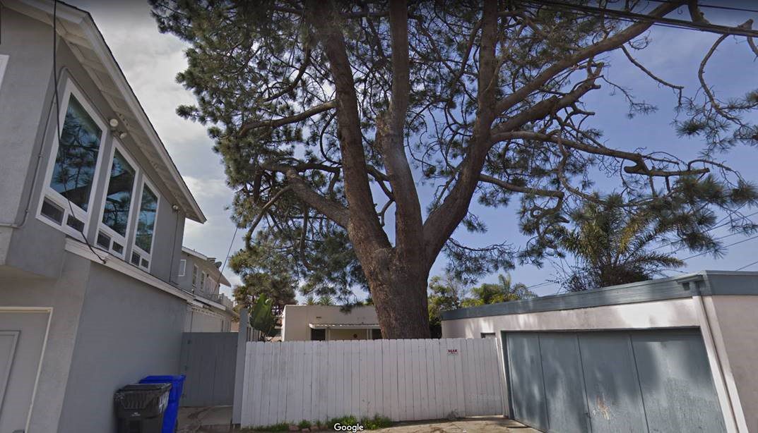 San Diego Property Management is a Serious Business – Tree Issue